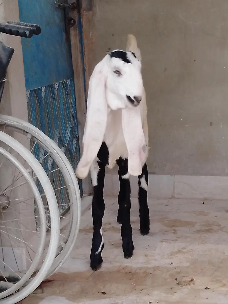 faslabadi bakri ha ha 5 months ki — photo 4