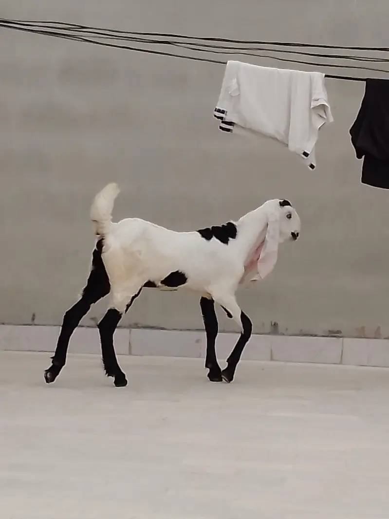 faslabadi bakri ha ha 5 months ki — photo 5