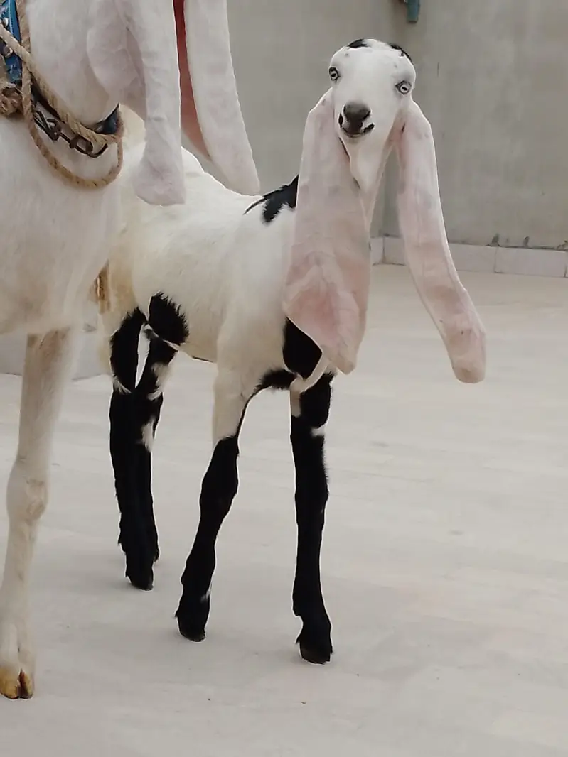 faslabadi bakri ha ha 5 months ki — photo 6