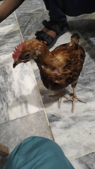 2 Chicks with 1 Cage