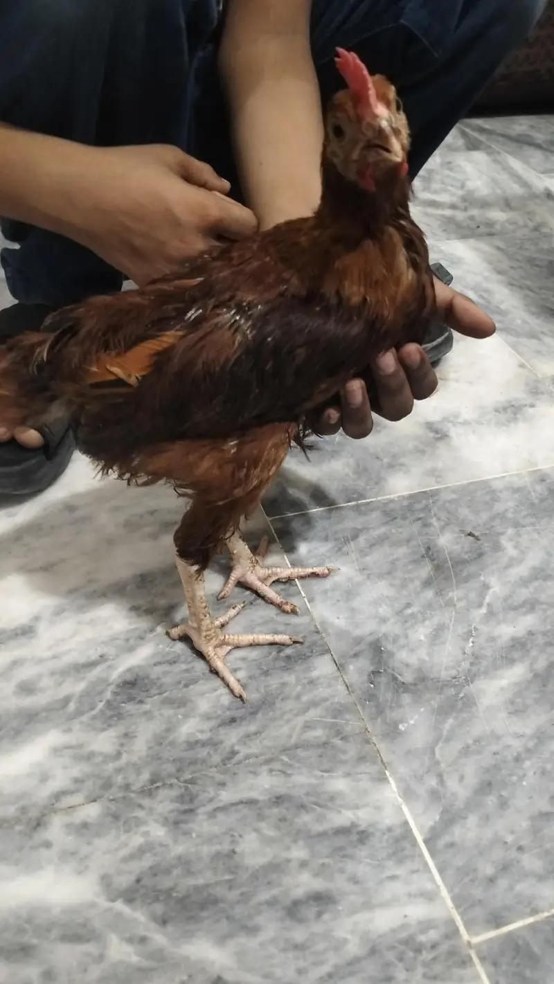 2 Chicks with 1 Cage — photo 2