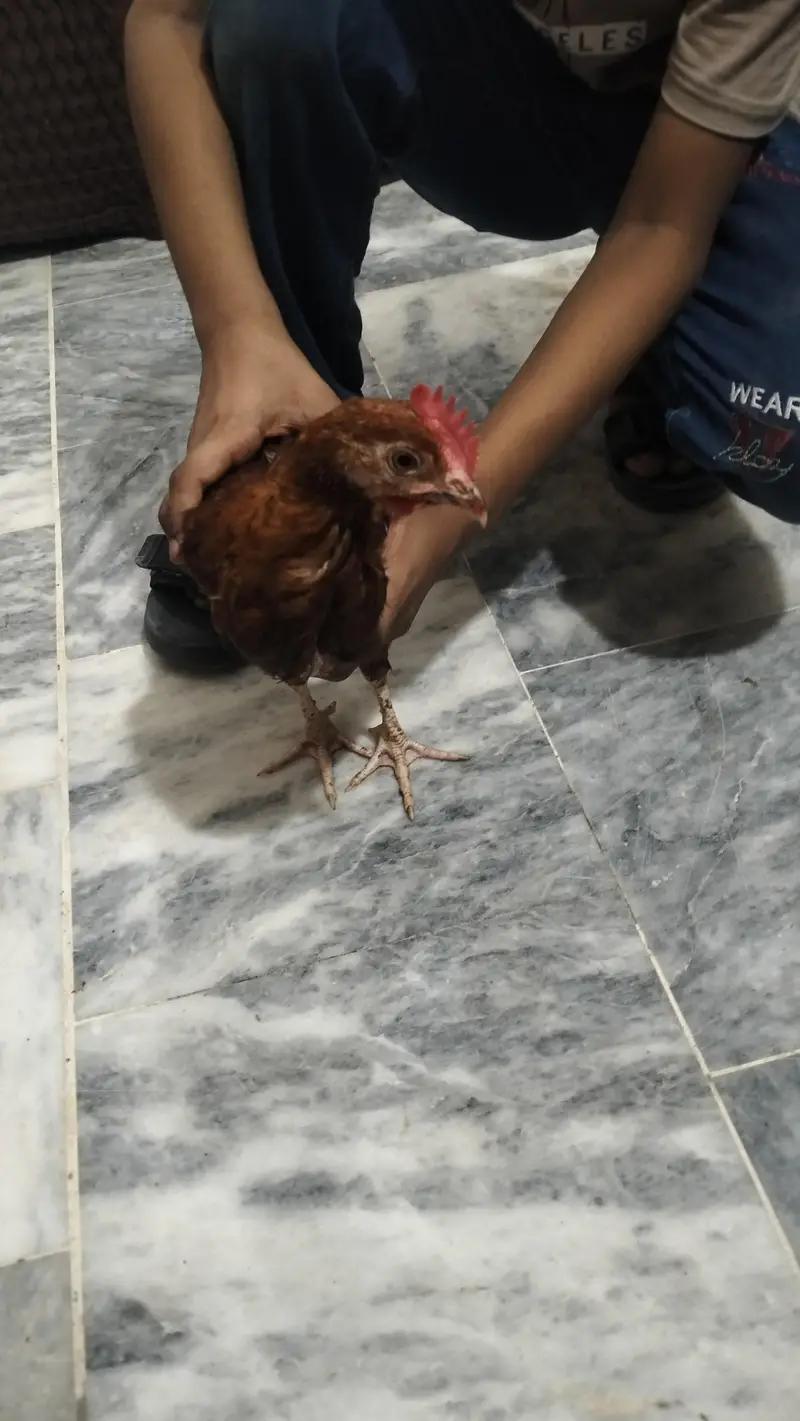 2 Chicks with 1 Cage — photo 3