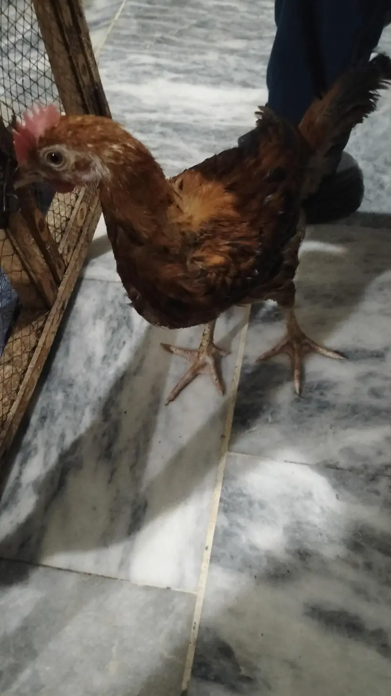 2 Chicks with 1 Cage — photo 4