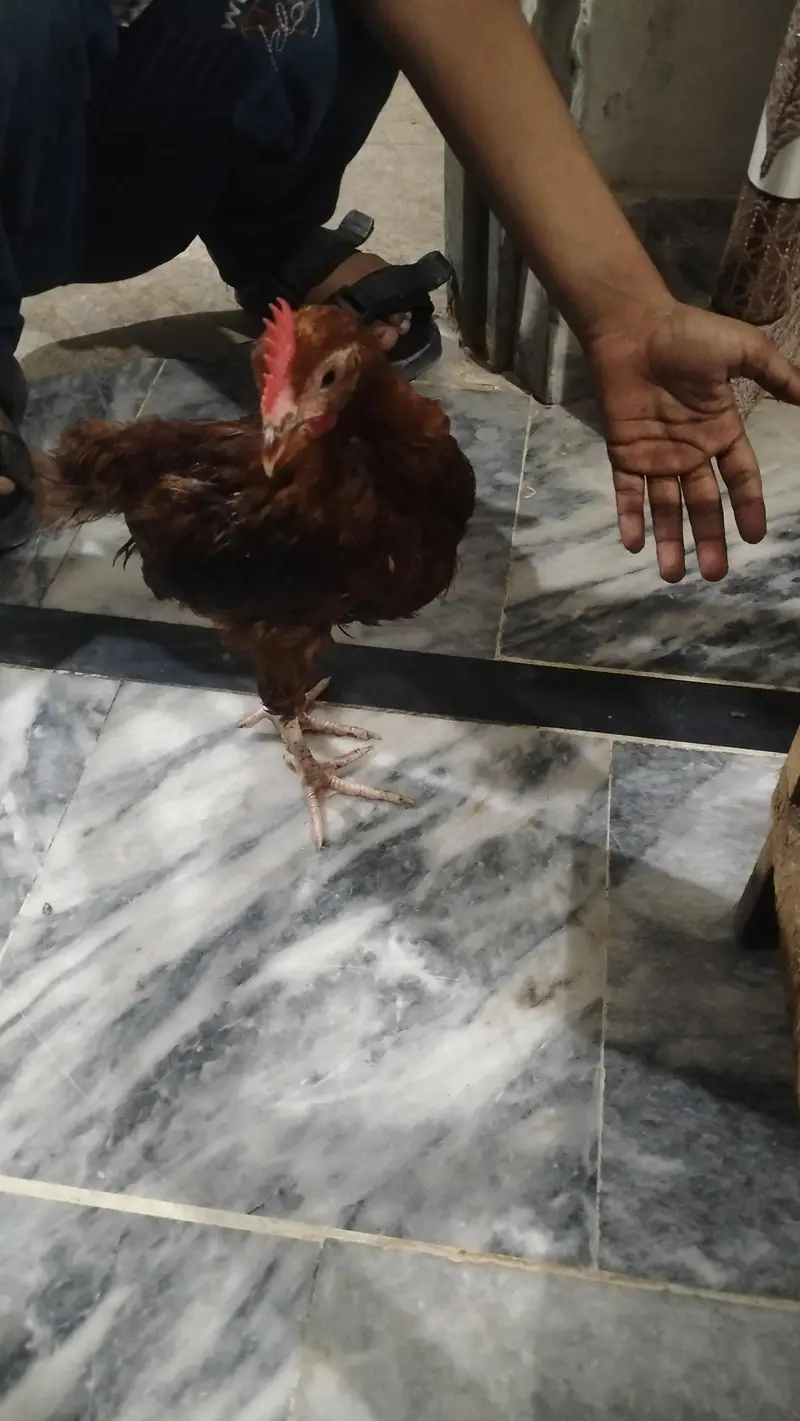 2 Chicks with 1 Cage — photo 5