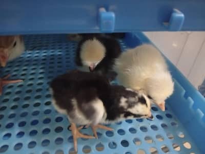turkey chicks  , polish chicks available and aseel hens and misri
