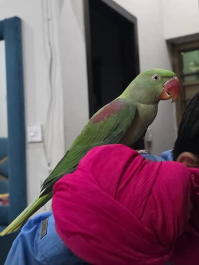 raw parrot