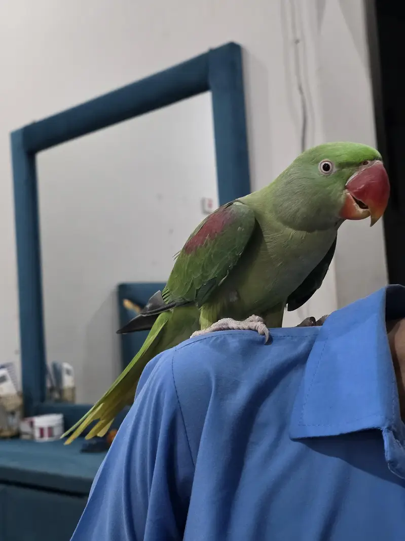raw parrot — photo 2