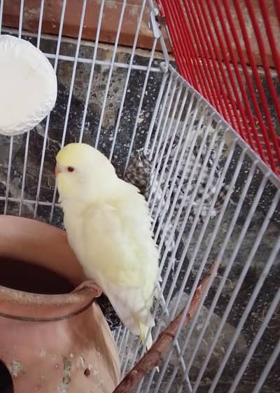 BEAUTIFUL RED EYE LUTINO BUDGIE BABY FOR SALE! 