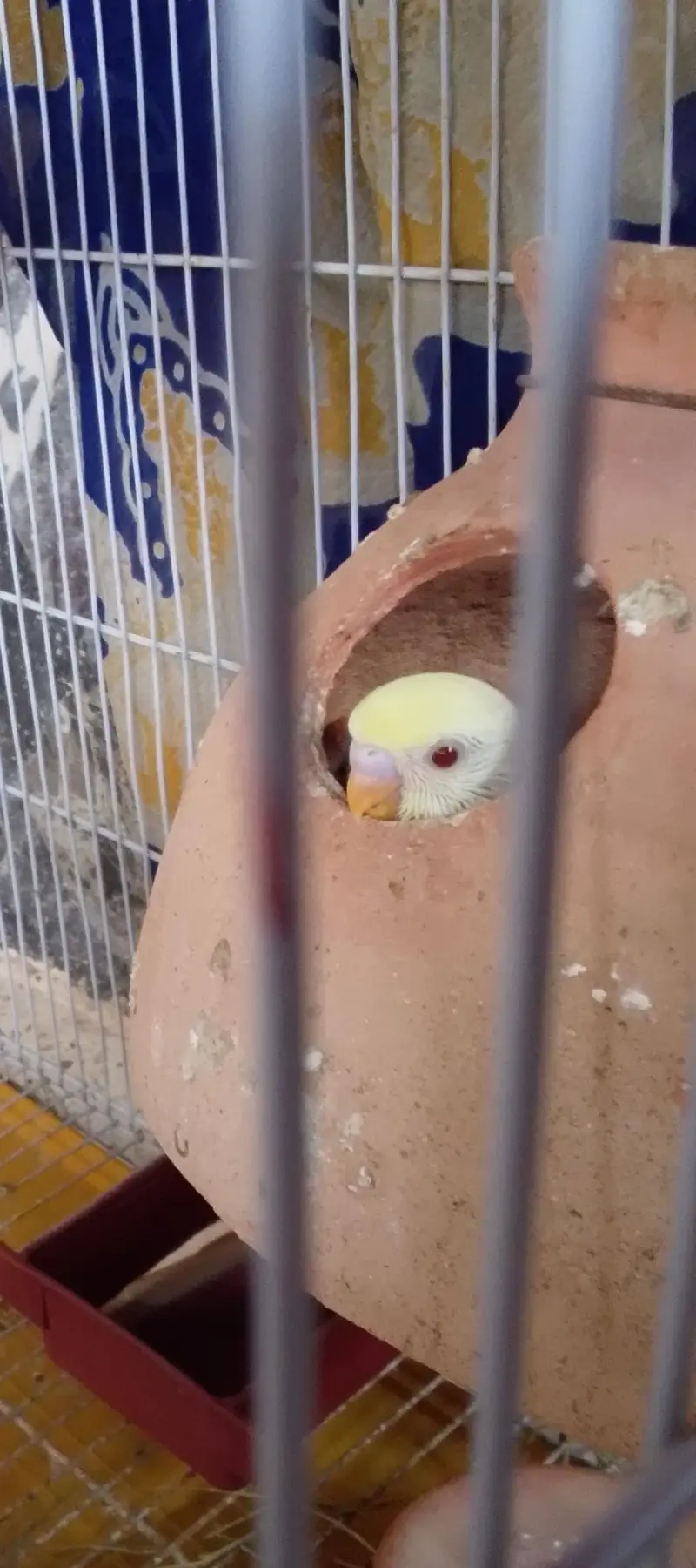 BEAUTIFUL RED EYE LUTINO BUDGIE BABY FOR SALE!  — photo 2
