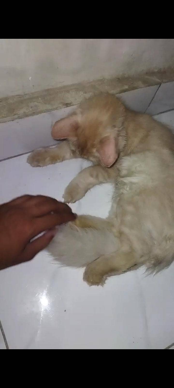 Persian cat 1
