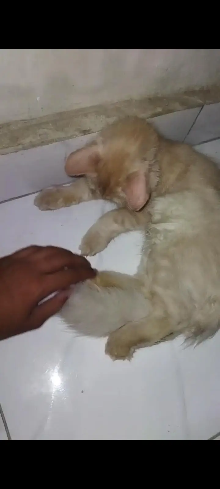 Persian cat — photo 2