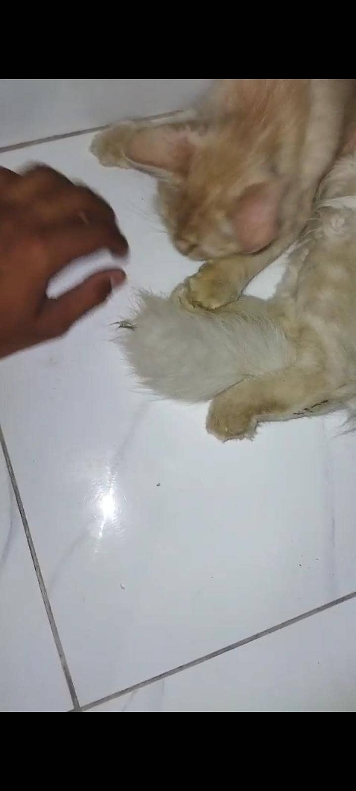 Persian cat 2