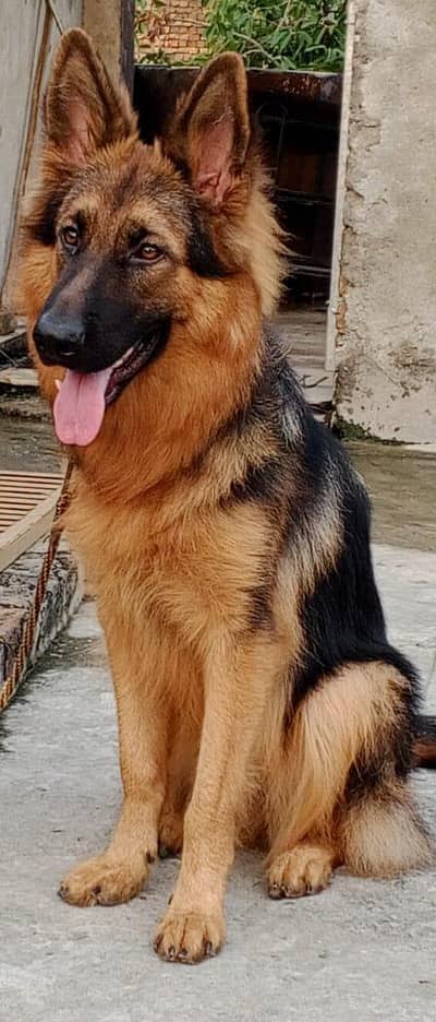 German shepherd colour 9month female