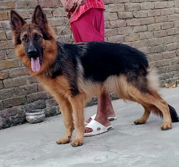 German shepherd colour 9month female — photo 2