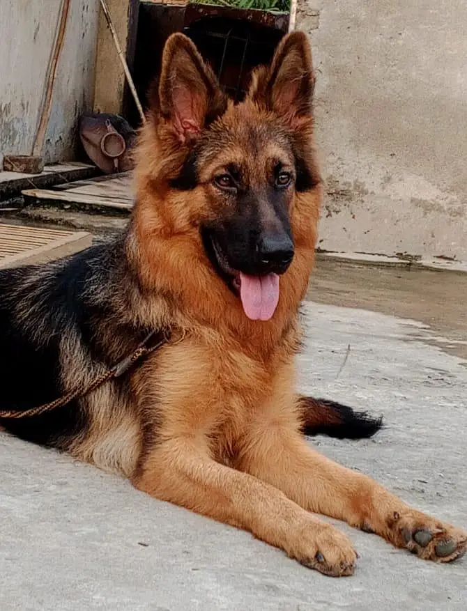 German shepherd colour 9month female — photo 3