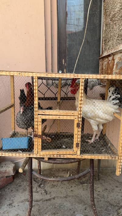 Desi Hens For Sale