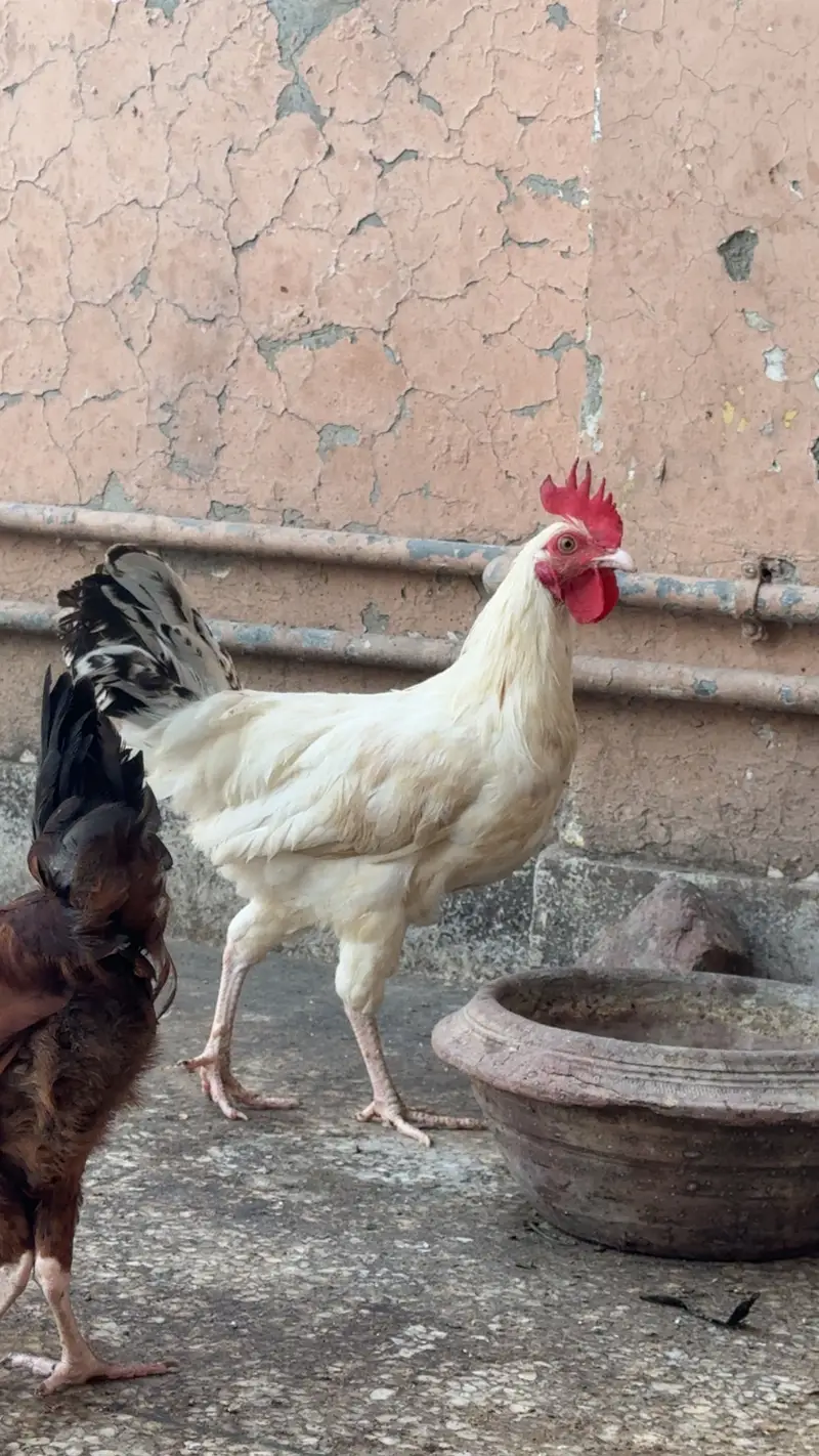 Desi Hens For Sale — photo 2