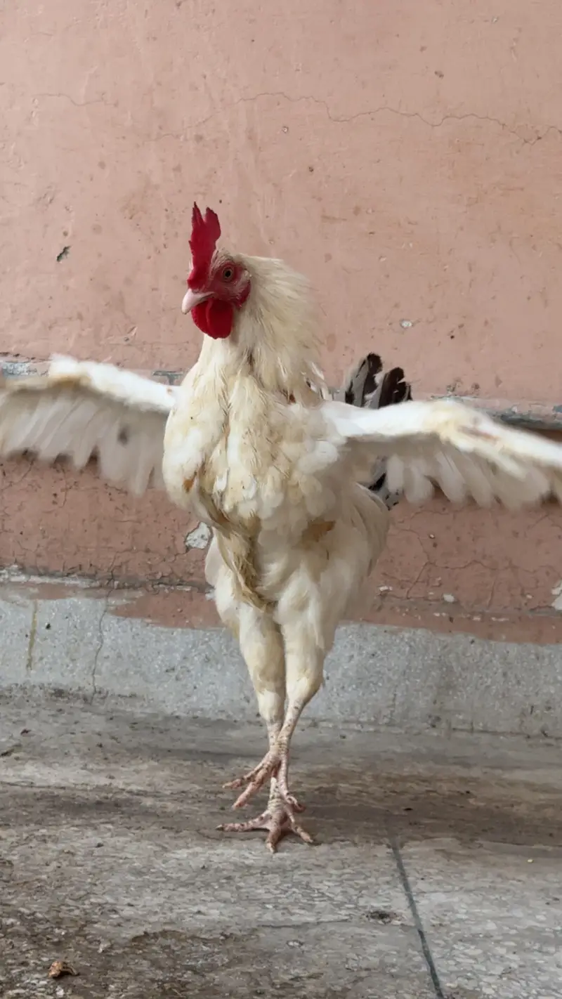 Desi Hens For Sale — photo 3