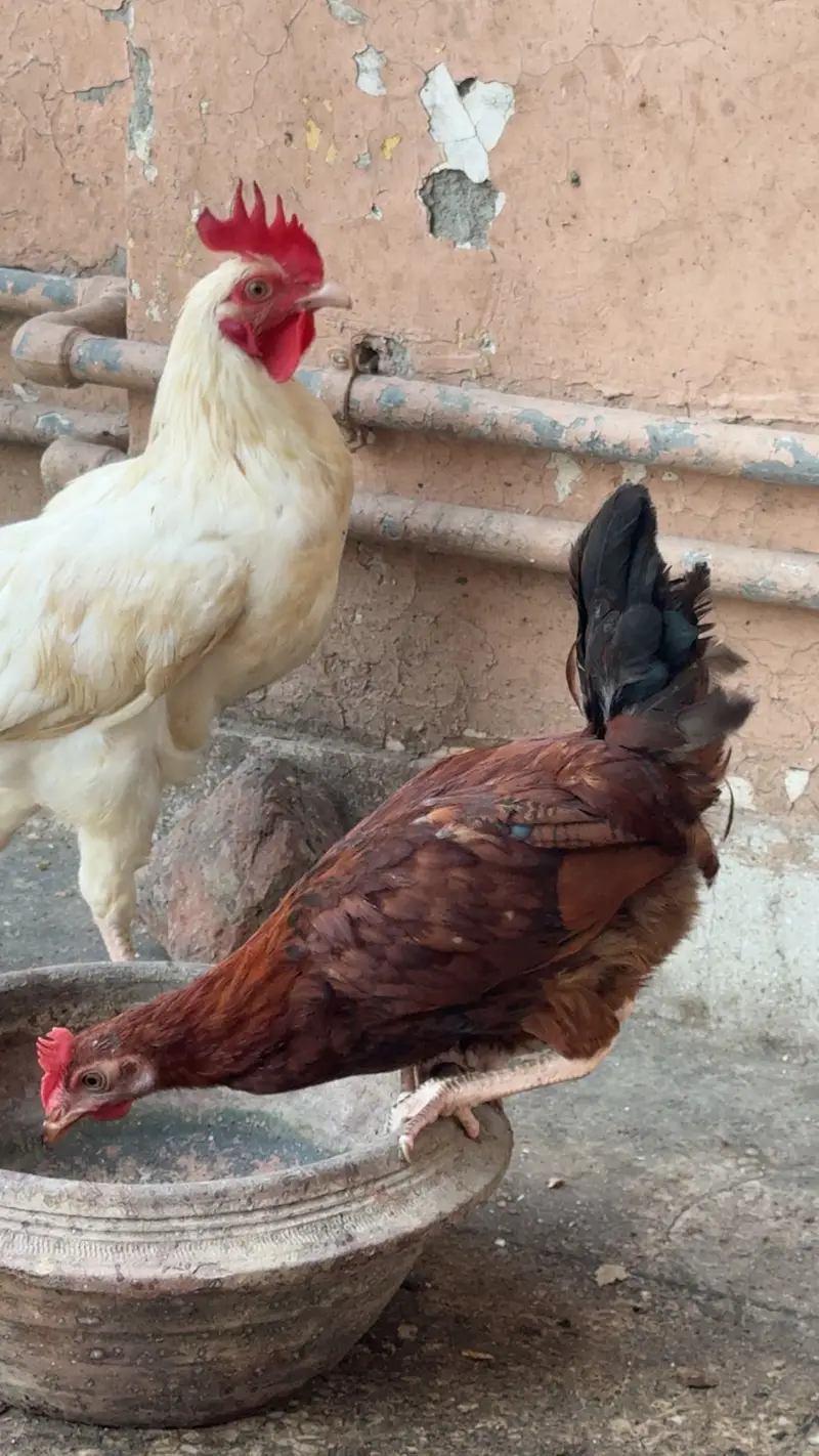 Desi Hens For Sale — photo 4