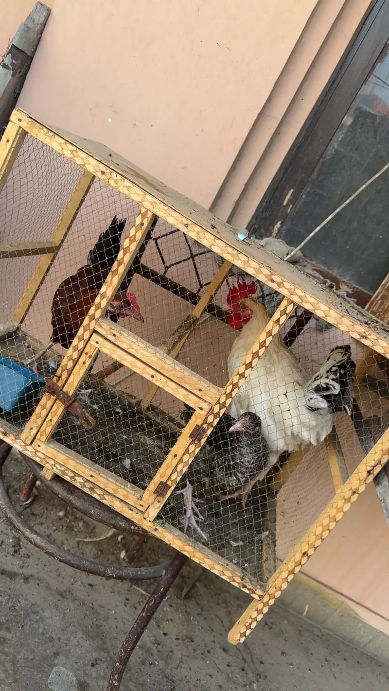 Desi Hens For Sale — photo 5