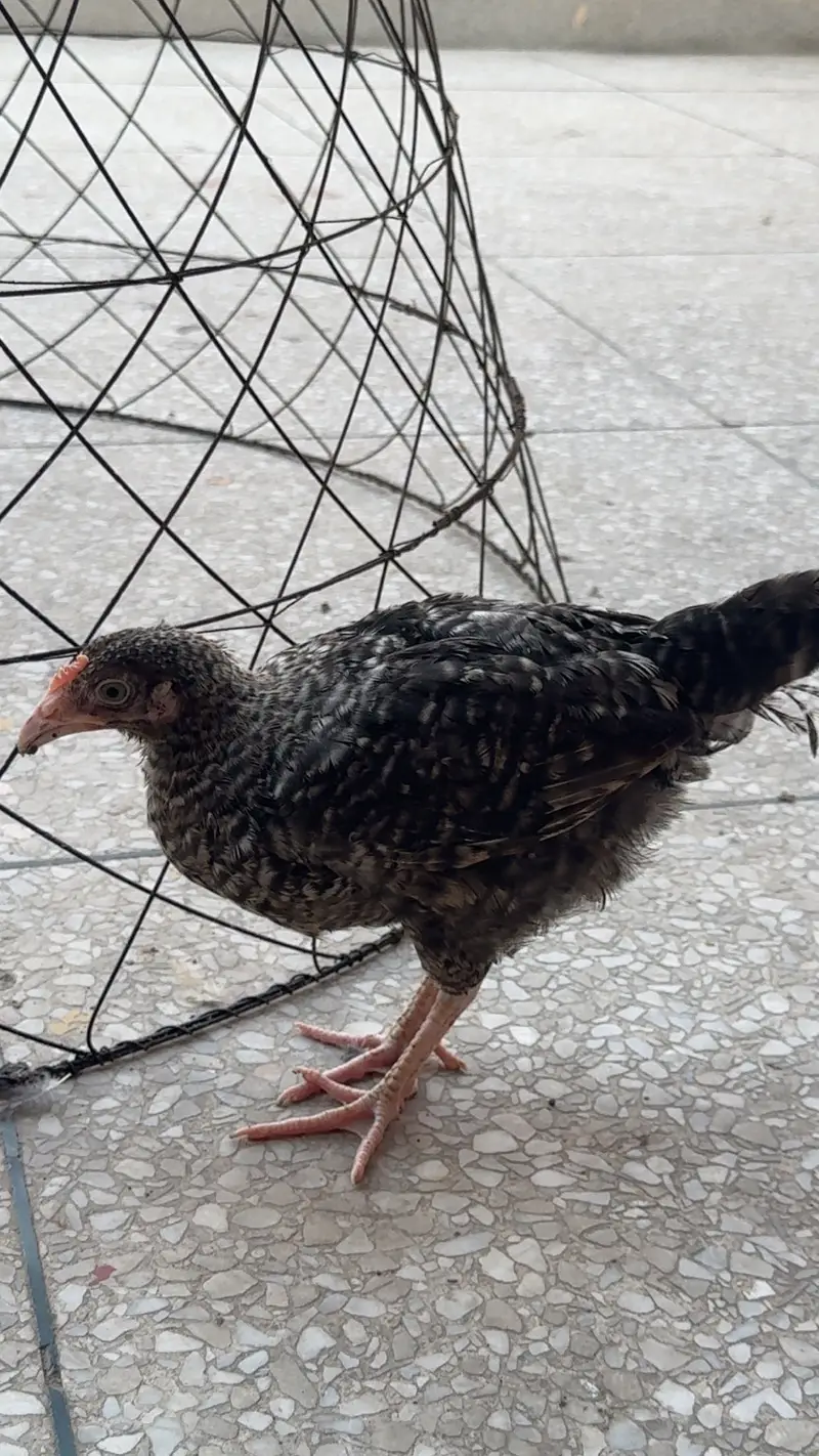 Desi Hens For Sale — photo 6