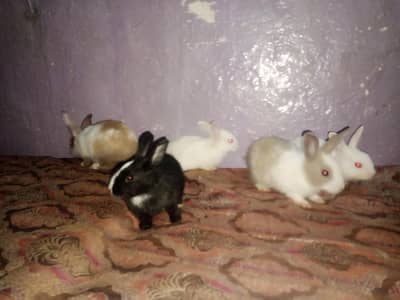 Rabbit bunnies for sale home delivery available