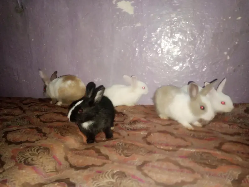 Rabbit bunnies for sale home delivery available