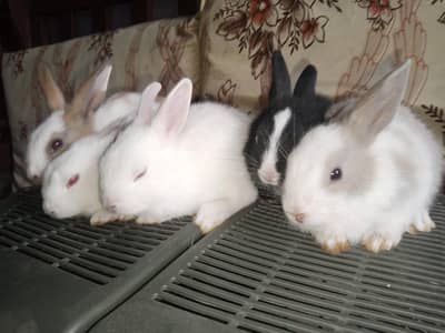 Rabbit bunnies for sale home delivery available