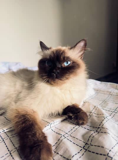 Himalyan breed female cat 1 year age fully vaccinated and dewormed