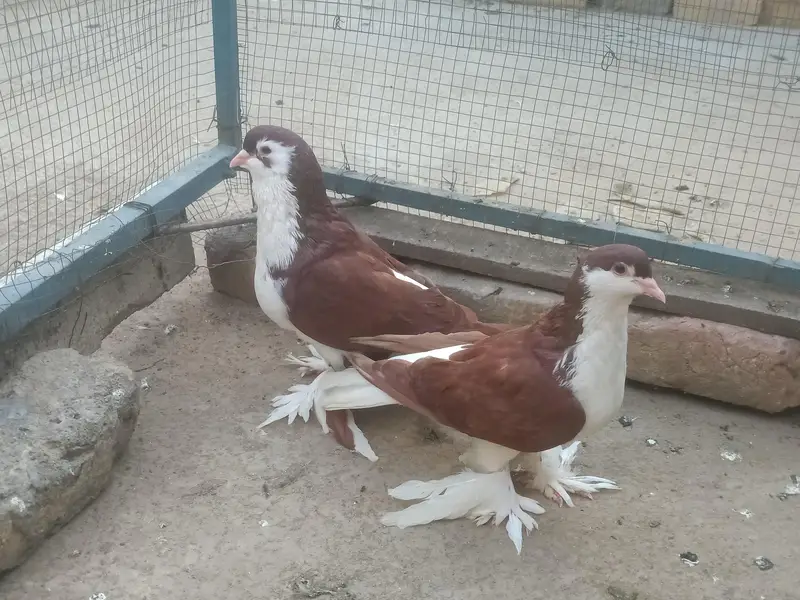 breeder 03331722944 — photo 2