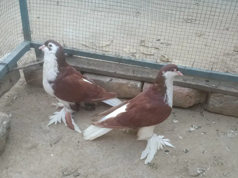 breeder 03331722944 — photo 3
