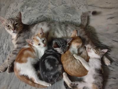 Cat family for adoption ASAP.