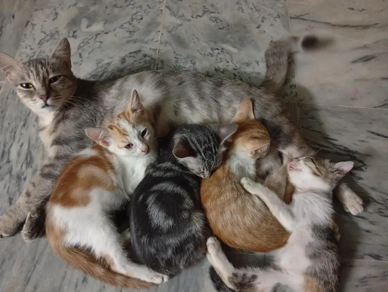 Cat family for adoption ASAP. SINGLE COATED PERSIAN KITTENS.
