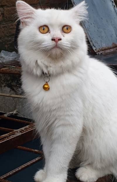 Persian Cat for Sell