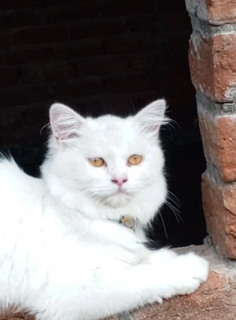 Persian Cat for Sell — photo 2