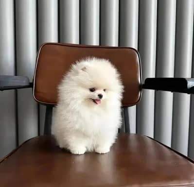 Pomeranian puppies for sale 2 month age Whatsapp no 03479161720