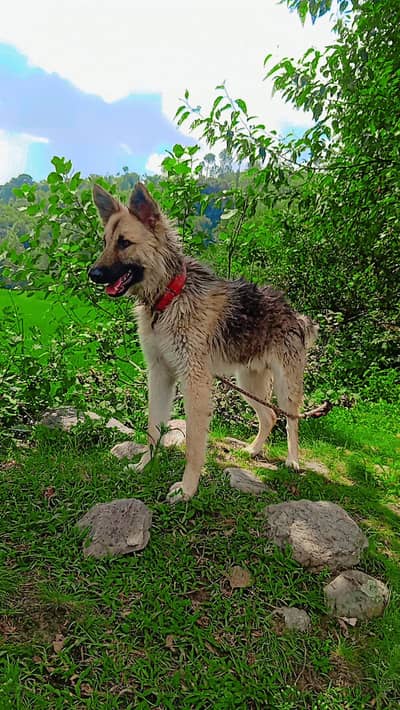 German shepherd for sell