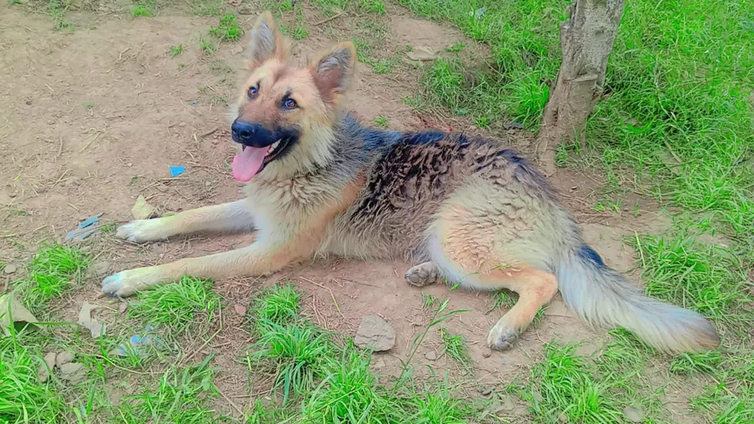 German shepherd for sell — photo 2