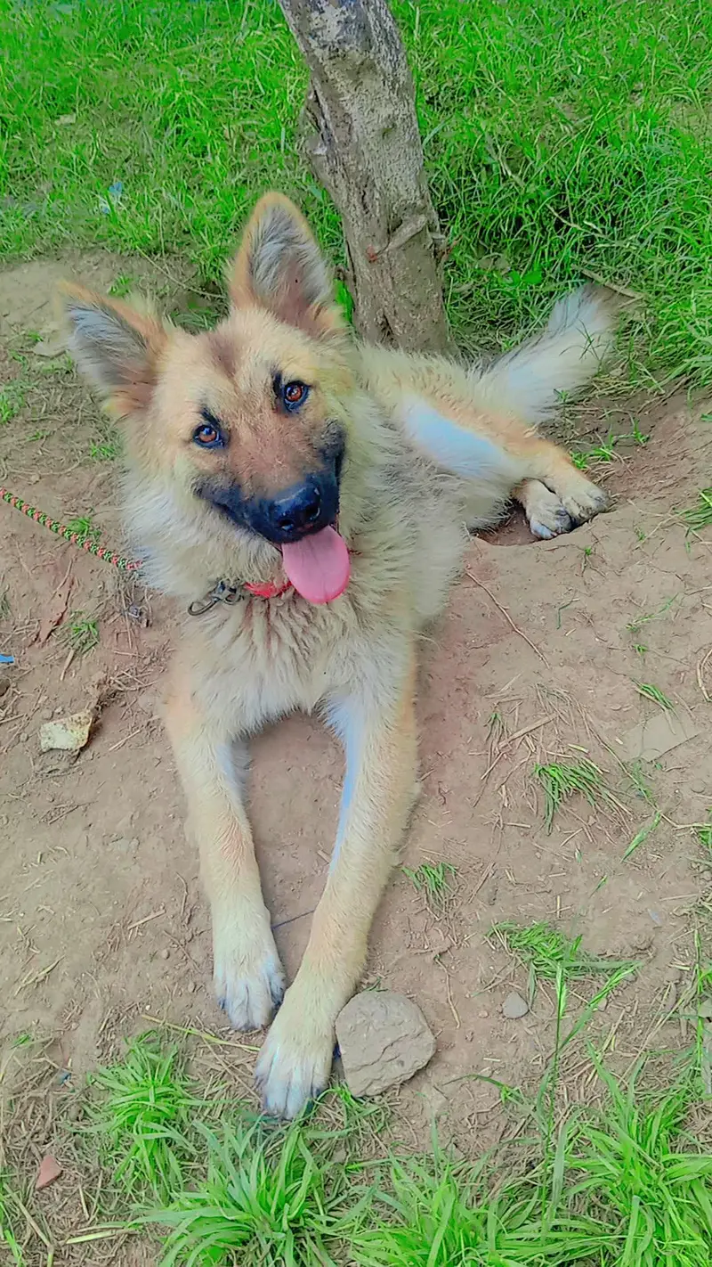German shepherd for sell — photo 3