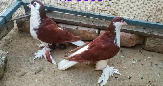 breeder 03331722944