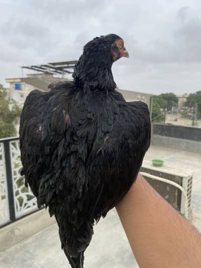 Aseel mushka bloodline