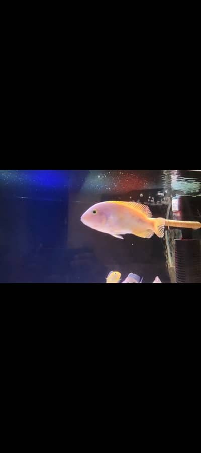 Vieja Cichlid 7 inch size