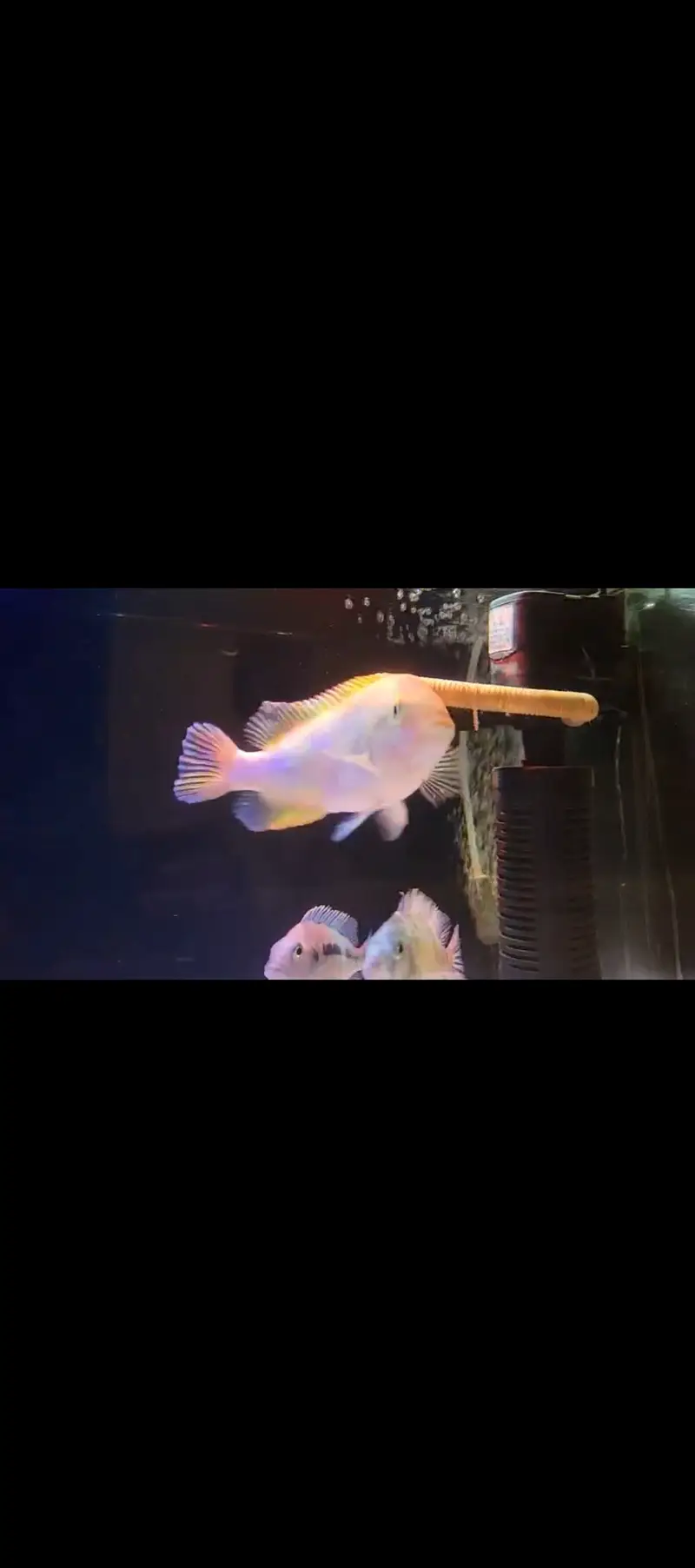 Vieja Cichlid 7 inch size — photo 2