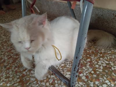 Persian cat