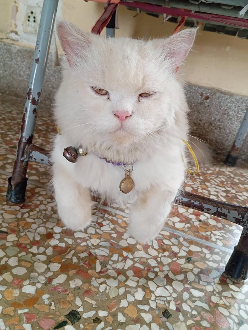 Persian cat 1