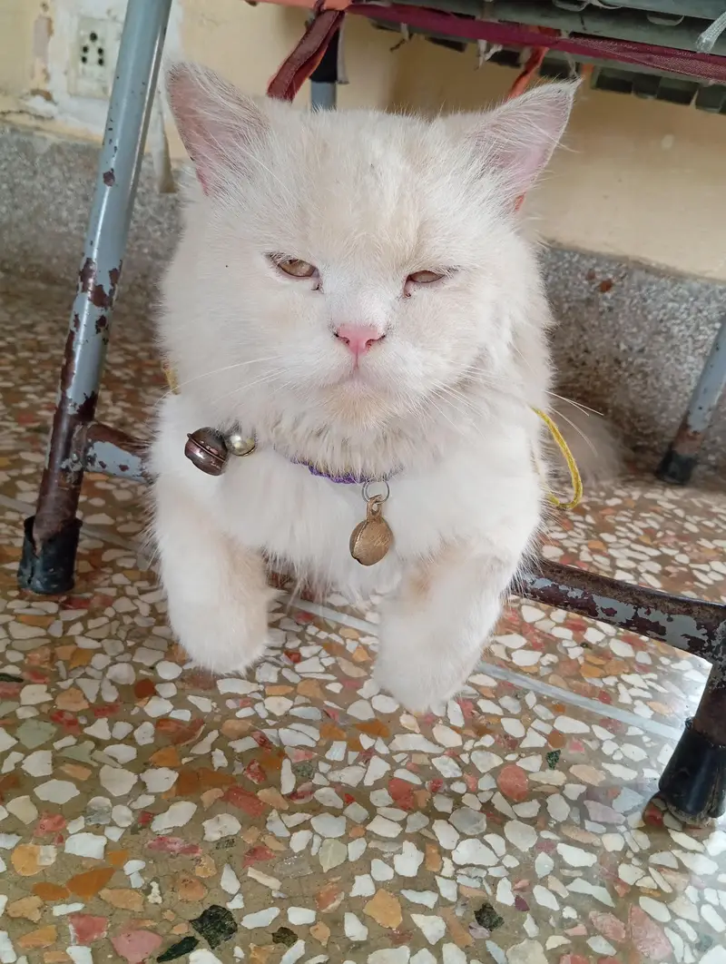 Persian cat — photo 2
