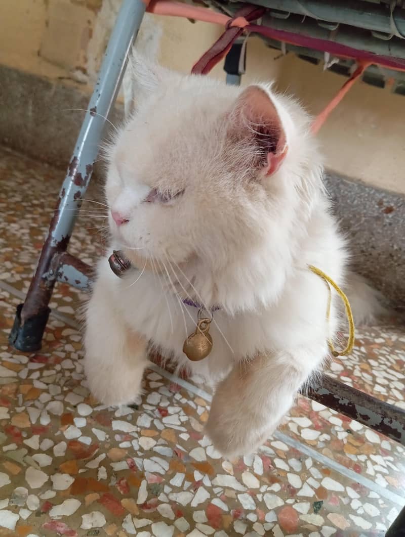 Persian cat 2