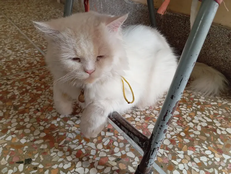 Persian cat — photo 4