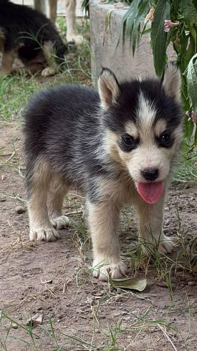 Husky puppy for sale