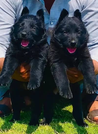 German Shepherd Puppies | Male , Female |